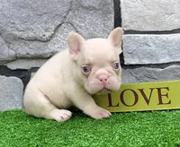 Bugatti Pink, a male French Bulldog for sale in Berlin, OH – 3 of 6