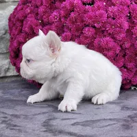 Rosco, a female French Bulldog for sale in Berlin, OH – Photo 2 of 5