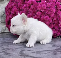 Rosco, a female French Bulldog for sale in Berlin, OH – Photo 2 of 5