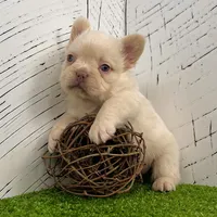 Rosco, a female French Bulldog for sale in Berlin, OH – Photo 3 of 5