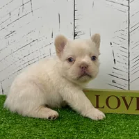 Rosco, a female French Bulldog for sale in Berlin, OH – Photo 4 of 5