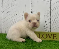 Rosco, a female French Bulldog for sale in Berlin, OH – Photo 4 of 5