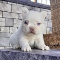Rosco, a female French Bulldog for sale in Berlin, OH – Photo 5 of 5