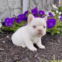 Rosco, a female French Bulldog for sale in Berlin, OH – Photo 1 of 5