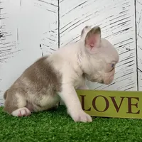 Armani, a male French Bulldog for sale in Berlin, OH – Photo 3 of 5