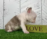 Armani, a male French Bulldog for sale in Berlin, OH – Photo 3 of 5