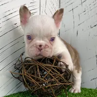 Armani, a male French Bulldog for sale in Berlin, OH – Photo 2 of 5