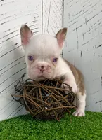 Armani, a male French Bulldog for sale in Berlin, OH – Photo 2 of 5