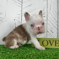 Armani, a male French Bulldog for sale in Berlin, OH – Photo 1 of 5