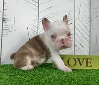 Armani, a male French Bulldog for sale in Berlin, OH – Photo 1 of 5
