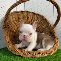 Armani, a male French Bulldog for sale in Berlin, OH – Photo 5 of 5