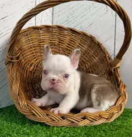 Armani, a male French Bulldog for sale in Berlin, OH – Photo 5 of 5