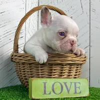 Armani, a male French Bulldog for sale in Berlin, OH – Photo 4 of 5