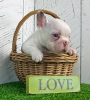 Armani, a male French Bulldog for sale in Berlin, OH – Photo 4 of 5