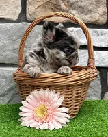 Tiffany , a female French Bulldog for sale in Berlin, OH – 8 of 8