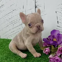 Patty, a female French Bulldog for sale in Berlin, OH – Photo 2 of 4