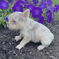 Patty, a female French Bulldog for sale in Berlin, OH – Photo 4 of 4