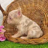 Patty, a female French Bulldog for sale in Berlin, OH – Photo 1 of 4