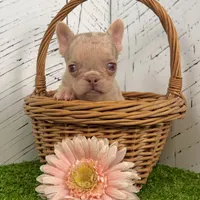 Patty, a female French Bulldog for sale in Berlin, OH – Photo 3 of 4