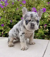 Dawn, a female French Bulldog for sale in Berlin, OH – 2 of 5