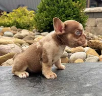 Axel Rojo, a male French Bulldog for sale in Berlin, OH – 4 of 4