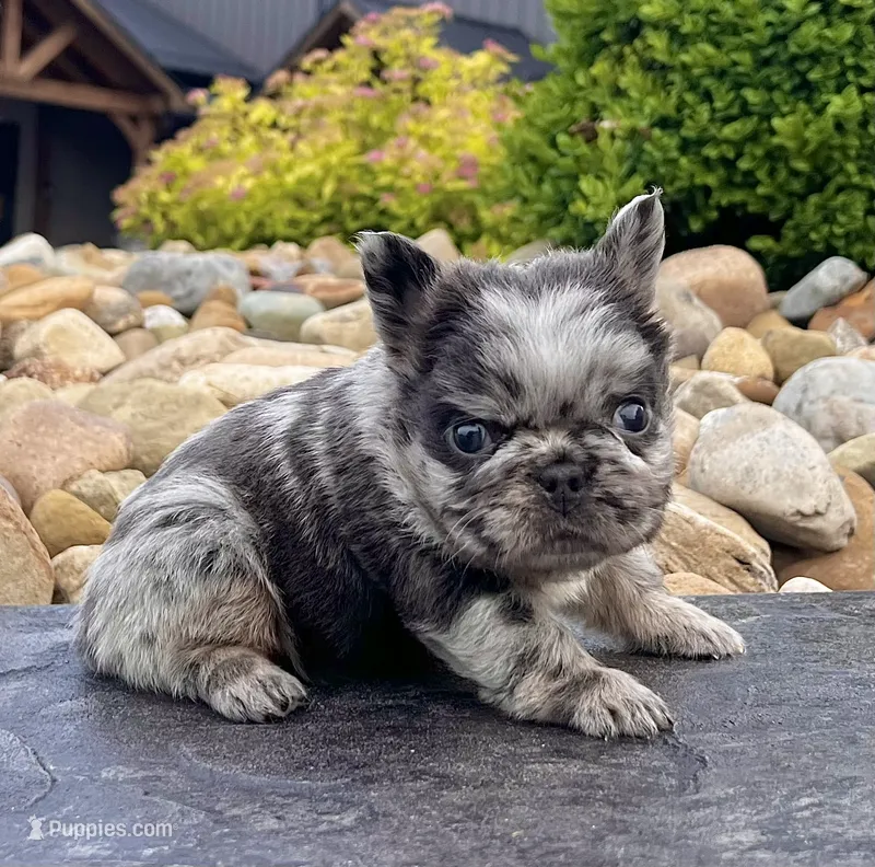 Tiffany  – French Bulldog puppy for sale in Berlin, OH
