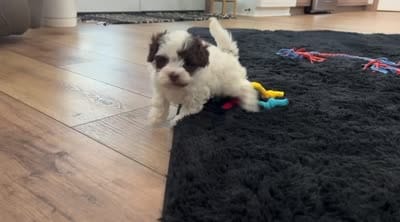 Trixie, a female Havapoo for sale in Berlin, OH – 5 of 5