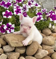 Ariel Pink, a female French Bulldog for sale in Berlin, OH – 2 of 6