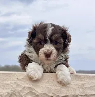 Franky, a male Havanese for sale in Berlin, OH – Photo 2 of 5