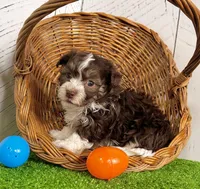 Franky, a male Havanese for sale in Berlin, OH – Photo 3 of 5