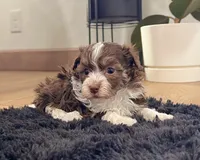 Franky, a male Havanese for sale in Berlin, OH – Photo 4 of 5