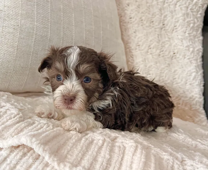 Franky – Havanese puppy for sale in Berlin, OH