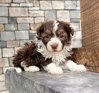Franky, a male Havanese for sale in Berlin, OH – Photo 5 of 5