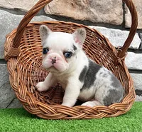 Bullet, a male French Bulldog for sale in Berlin, OH – 6 of 6