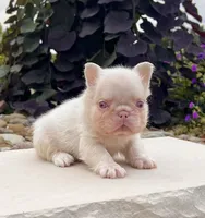 Champ pink, a male French Bulldog for sale in Berlin, OH – 1 of 5