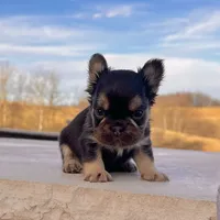 Kenny, a male French Bulldog for sale in Berlin, OH – Photo 6 of 6