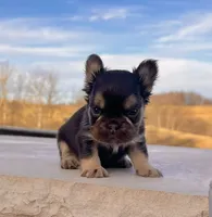 Kenny, a male French Bulldog for sale in Berlin, OH – Photo 6 of 6