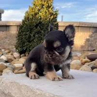 Kenny, a male French Bulldog for sale in Berlin, OH – Photo 3 of 6