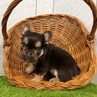 Kenny, a male French Bulldog for sale in Berlin, OH – Photo 5 of 6