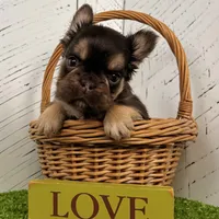 Kenny, a male French Bulldog for sale in Berlin, OH – Photo 1 of 6