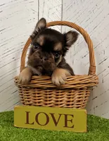 Kenny, a male French Bulldog for sale in Berlin, OH – Photo 1 of 6