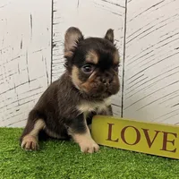 Kenny, a male French Bulldog for sale in Berlin, OH – Photo 2 of 6