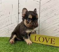 Kenny, a male French Bulldog for sale in Berlin, OH – Photo 2 of 6