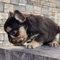 Kenny, a male French Bulldog for sale in Berlin, OH – Photo 4 of 6