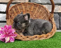 Allie, a female French Bulldog for sale in Berlin, OH – 4 of 5