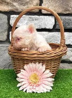 Crystal pink, a female French Bulldog for sale in Berlin, OH – 3 of 5