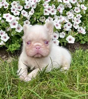 Champ pink, a male French Bulldog for sale in Berlin, OH – 3 of 5
