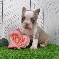 Paris, a female French Bulldog for sale in Berlin, OH – Photo 1 of 2