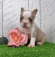 Paris, a female French Bulldog for sale in Berlin, OH – Photo 1 of 2