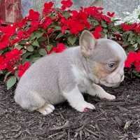 Paris, a female French Bulldog for sale in Berlin, OH – Photo 2 of 2